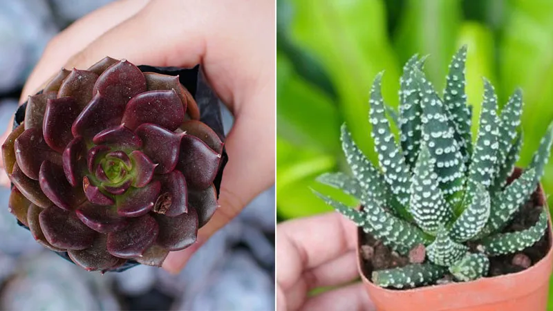 Sen thược dược xanh với lá xanh lục xếp thành hình hoa cúc