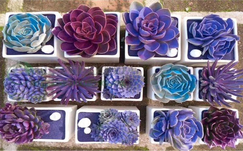 Sen đá tím với màu sắc hồng tím đặc trưng, lá xếp tầng hình hoa hồng