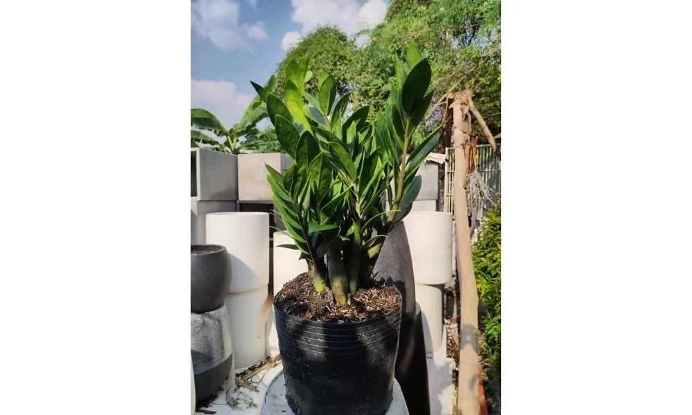 Ý nghĩa và cách trồng cây kim tiền thủy canh