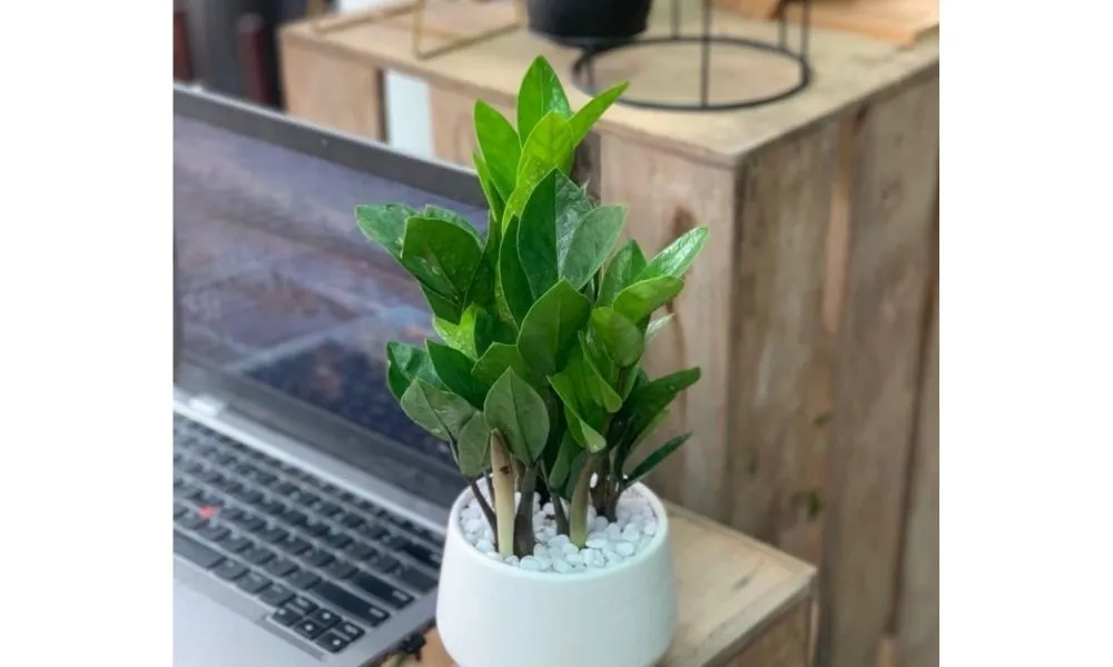 Các bước xử lý rễ khi trồng cây kim tiền thủy canh