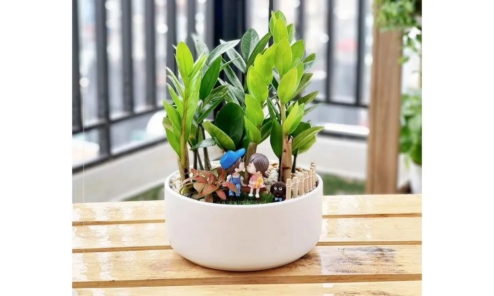 Chăm sóc cây kim tiền thủy canh đúng kỹ thuật