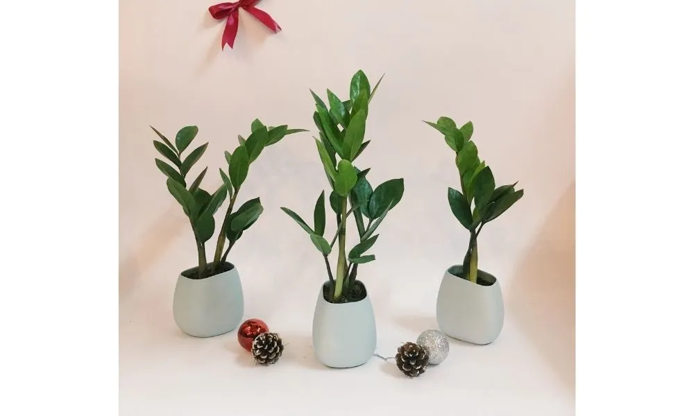 Nhân giống cây kim tiền thủy canh từ lá và cành