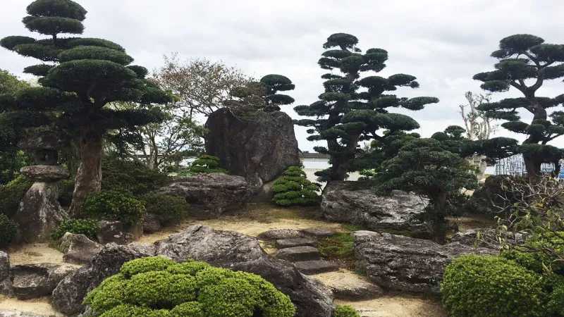 Cây Tùng La Hán trang trí trong khuôn viên