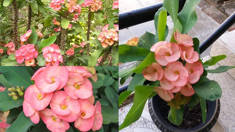 Trưng bày Xương rồng Bát Tiên giúp xua đuổi tà ma và mang lại vượng khí