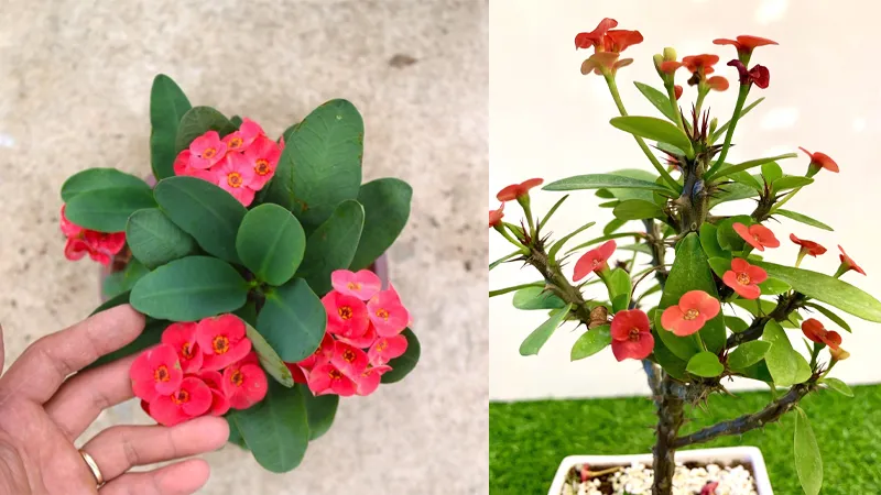 Xương rồng Bát Tiên đặc biệt phù hợp cho người tuổi Thìn để tăng vận tài lộc