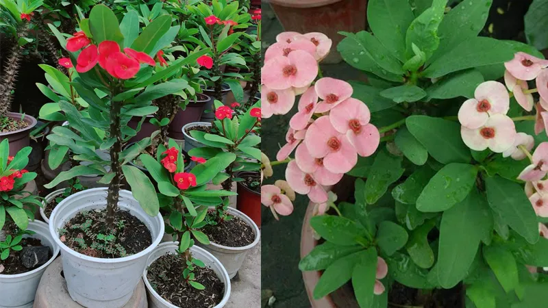 Sân thượng và vườn nhà là những vị trí lý tưởng cho cây ưa nắng