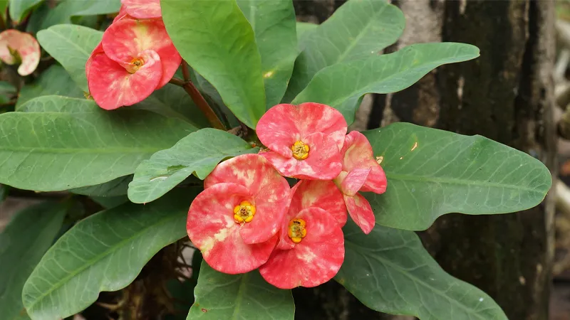 Cây Bát Tiên chịu hạn tốt nhờ cấu trúc thân mọng nước đặc thù