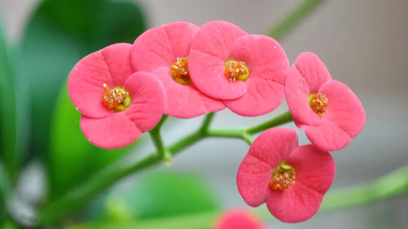 Cận cảnh hoa Bát Tiên với màu sắc rực rỡ thu hút