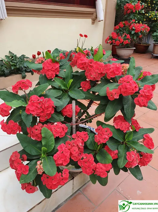 Ý nghĩa phong thủy của xương rồng bát tiên