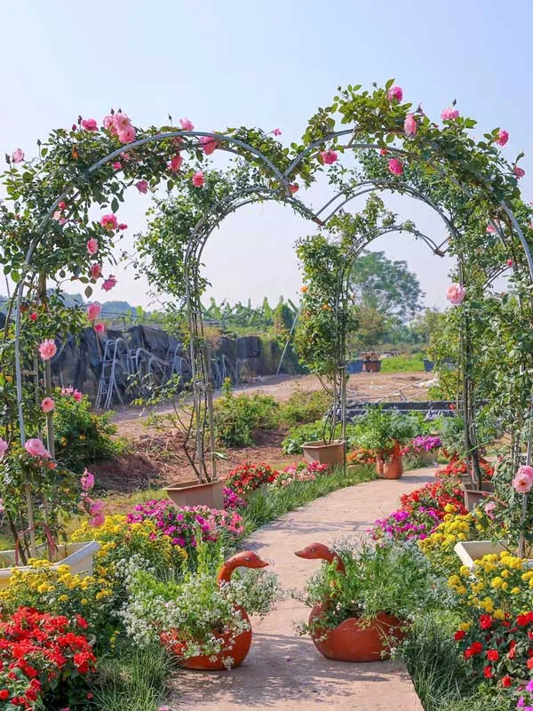 Yeu Cau Anh Sang Trong Hoa Hong Leo