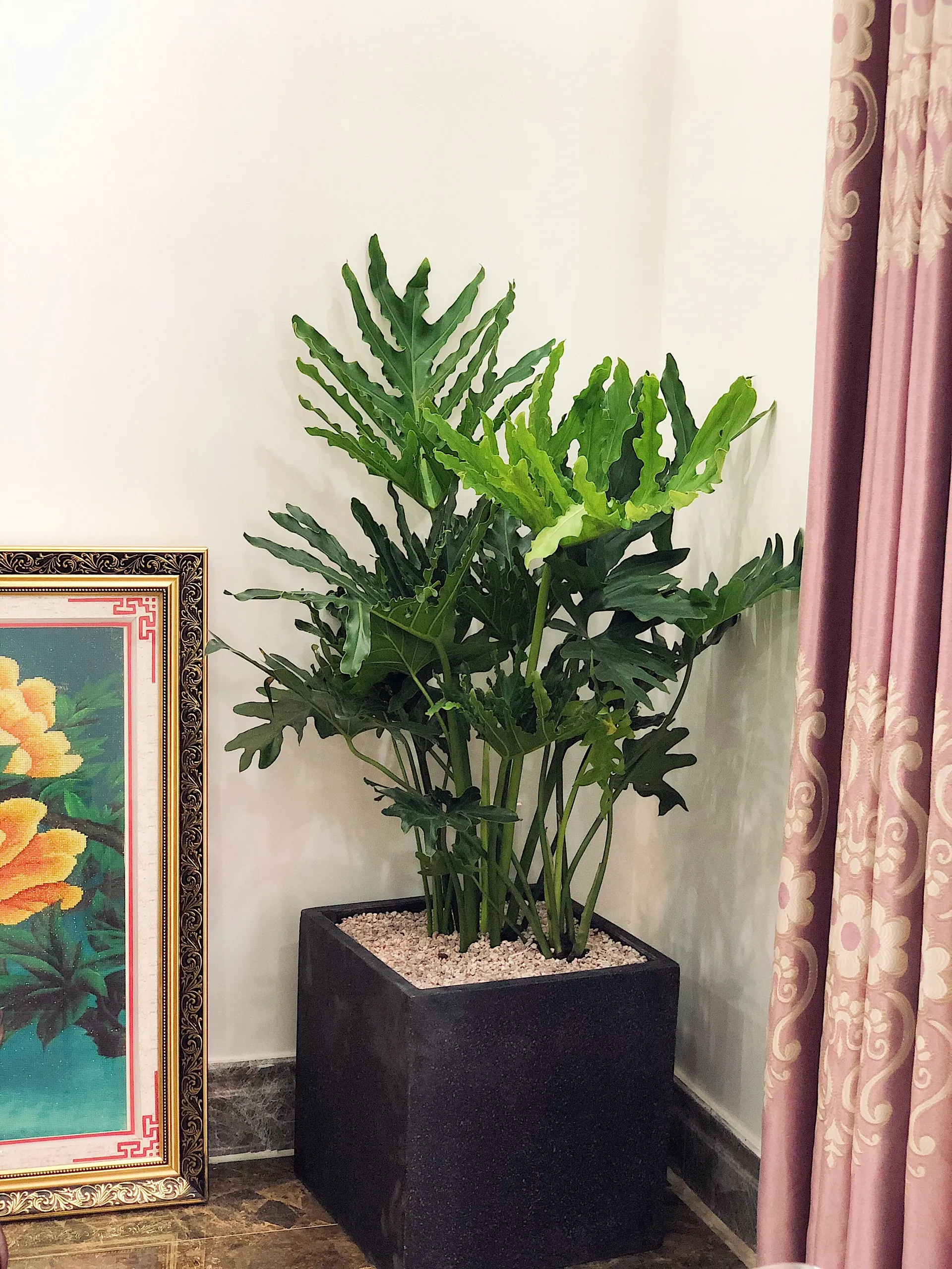 mua cây trầu bà thanh xuân phong thủy giá rẻ