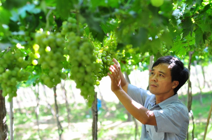 Giống Cây Trồng Trung Ương: Định Hướng Phát Triển Nông Nghiệp Việt Nam