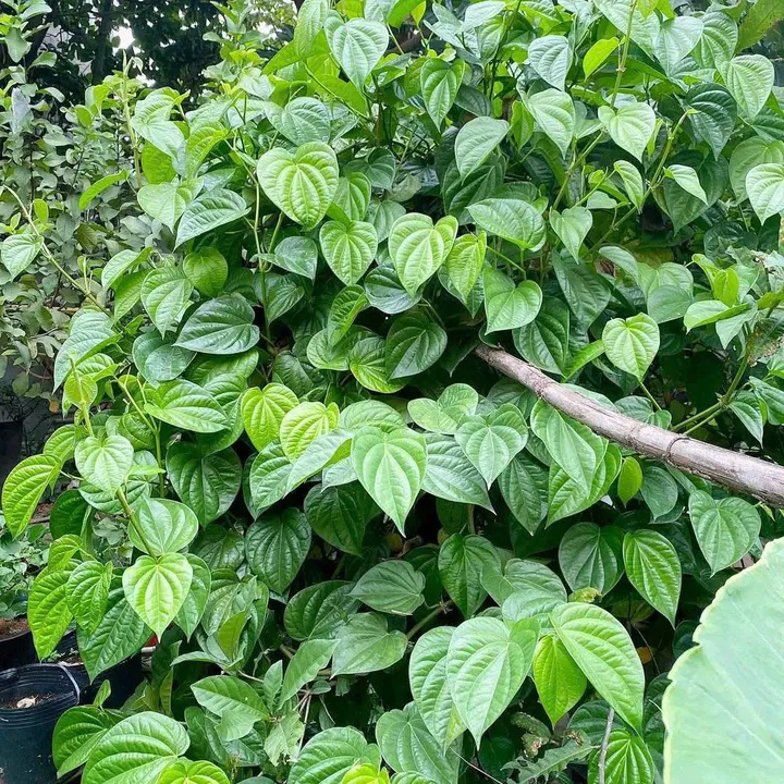 Trầu không leo trên giàn tre tại sân nhà, thể hiện sức sống mạnh mẽ và khả năng phát triển nhanh