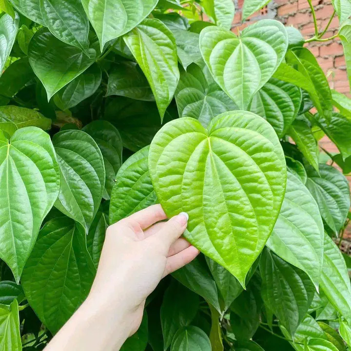 Chậu trầu không đặt gần cửa sổ, nhận ánh sáng tự nhiên - vị trí lý tưởng cho mệnh Mộc và Hỏa