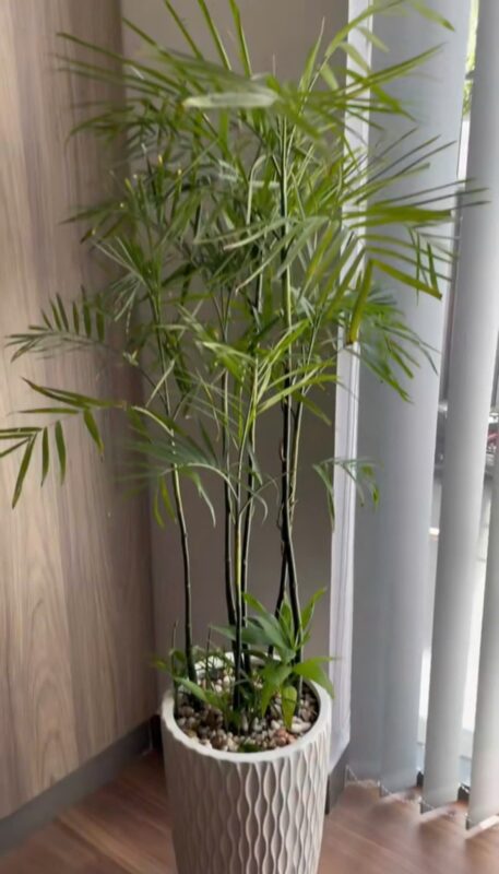 Cây Mai Chiếu Thủy Có Trồng Trong Nhà Được Không: Hướng Dẫn Chi Tiết Từ Chuyên Gia