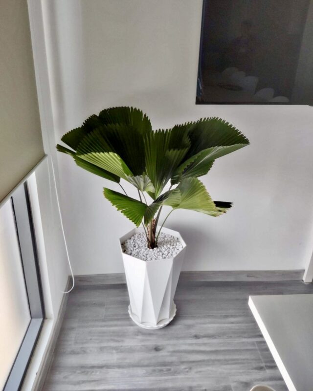 Cây Đinh Lăng Ra Hoa Có Tốt Không? Ý Nghĩa Phong Thủy Và Cách Chăm Sóc Chi Tiết