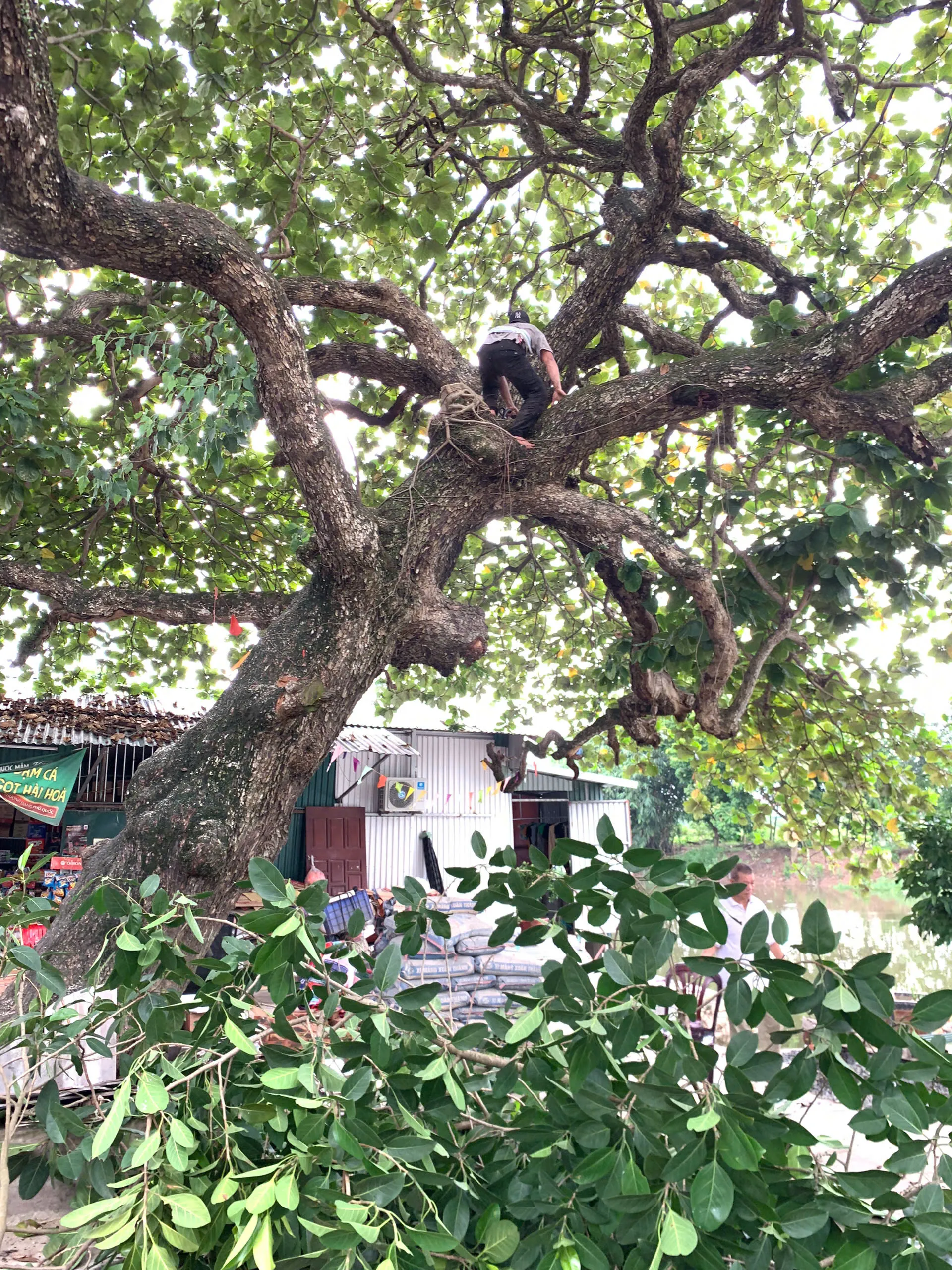 Kỹ thuật viên thực hiện chặt cây tại nhà