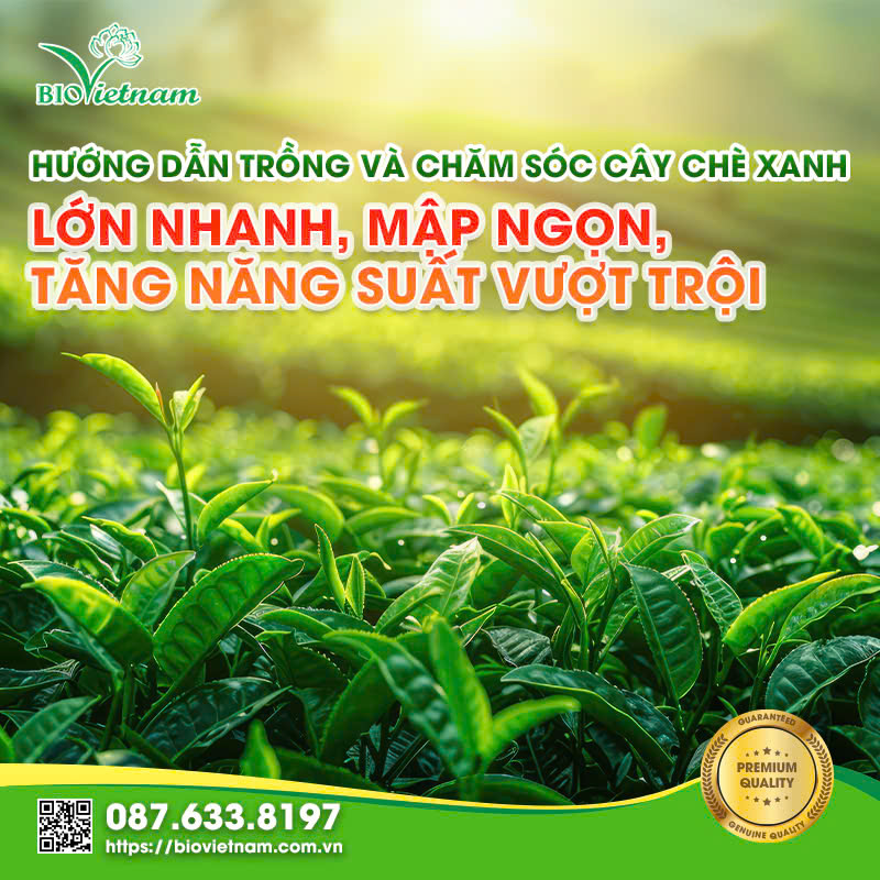 Cách Trồng Cây Chè Xanh Đúng Kỹ Thuật: Bí Quyết Năng Suất Cao