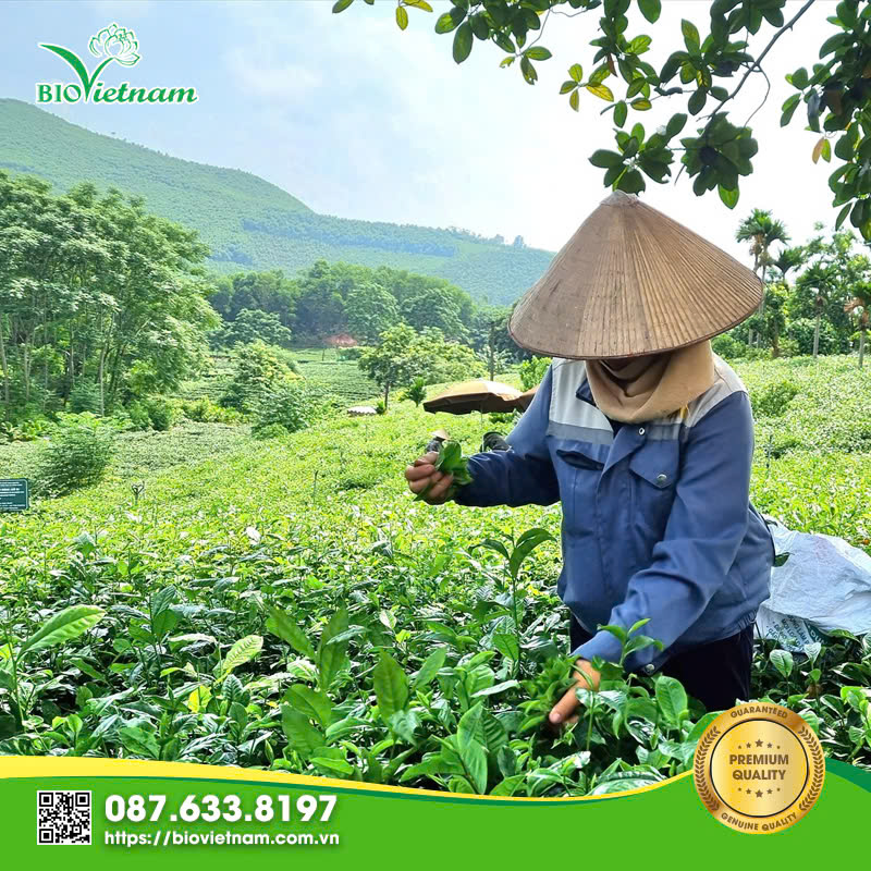 Cách Trồng Cây Chè Xanh Đúng Kỹ Thuật: Bí Quyết Năng Suất Cao