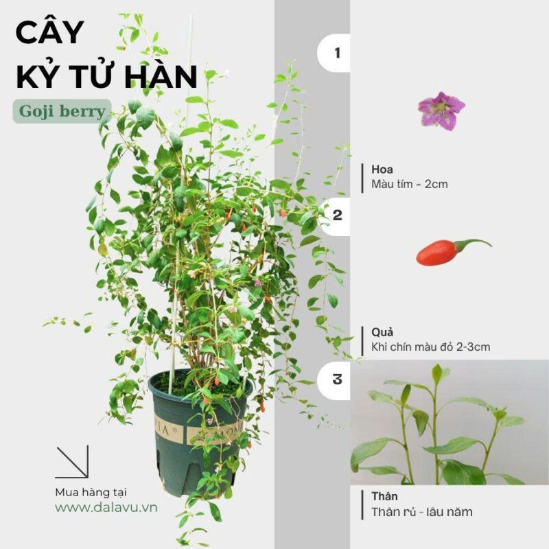 Hướng Dẫn Chi Tiết Cách Ươm Cây Sen Đá Từ Lá Thành Công