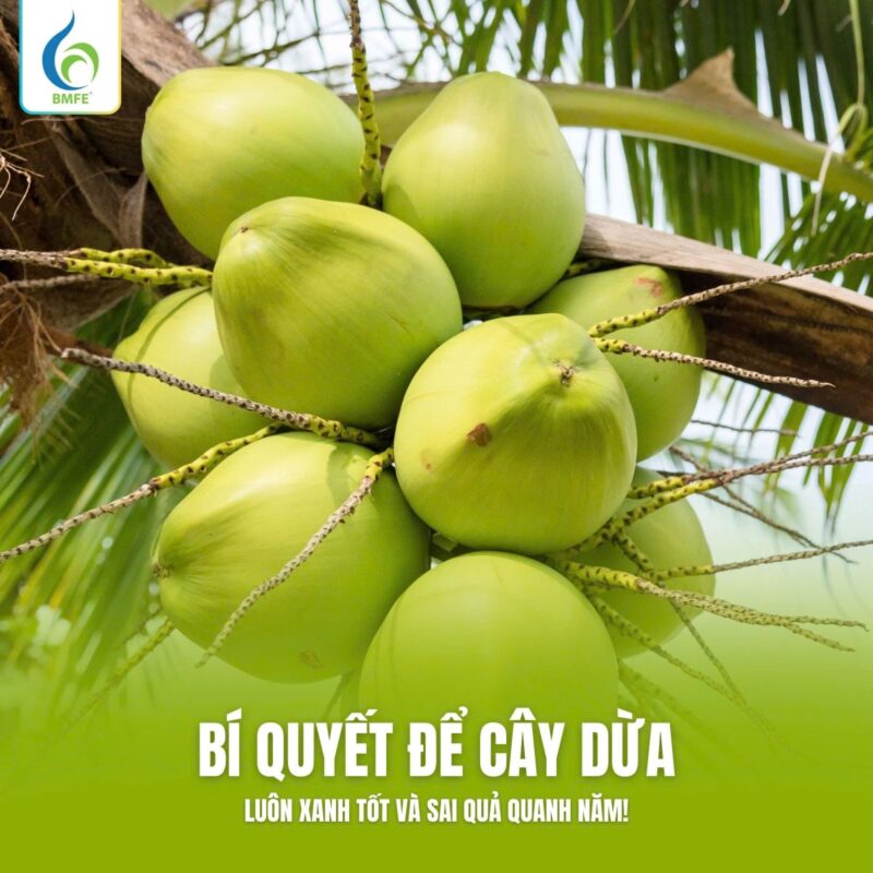 Cây Hoa Vàng Thân Gỗ: Bí Quyết Trồng Và Chăm Sóc Để Cây Sống Lâu Năm