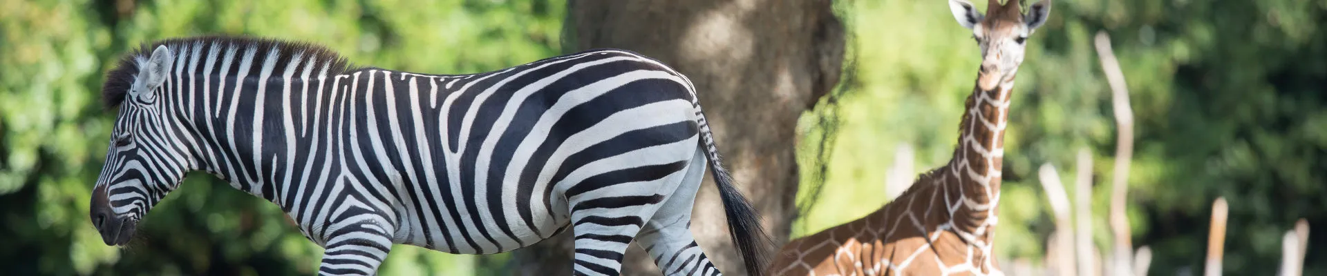 Một con ngựa vằn với vằn đen trắng đi trước một con hươu cao cổ có cổ dài và bộ lông có họa tiết nâu trắng; cả hai con vật đều ở ngoài trời với tán lá xanh ở hậu cảnh.